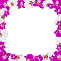 Beautiful orchid flowers frame isolated on white background for greeting card or invitation design.