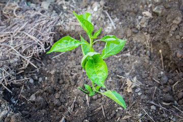 Young plants of paprika seedlings