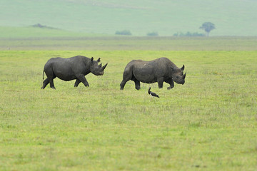 Tanzania parco Serengeti Ngoro Ngoro rinoceronti