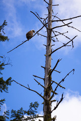 Bald Eagle high in a Tree TOp