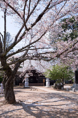 満開の桜