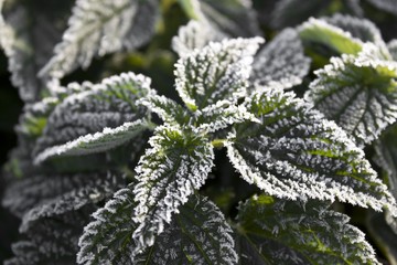 Close-up of frost