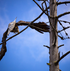 Bald Eagle takes flight