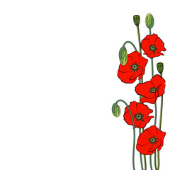 Composition of red poppy flowers isolated on a white background.