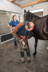 Obraz premium changement de fer à cheval, pose d'un fer au pied du cheval par le maréchal-ferrant, qui est aussi vétérinaire.
