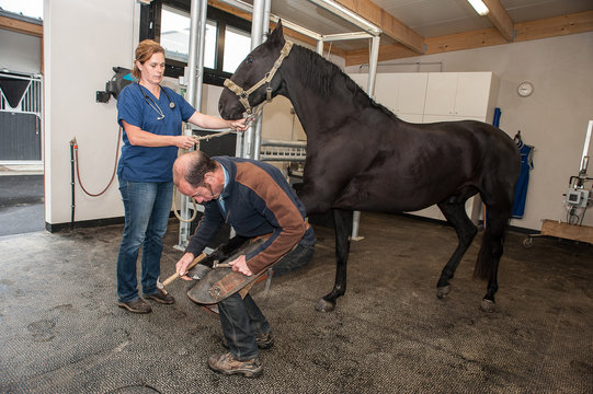 changement de fer &agrave; cheval, pose d'un fer au pied du cheval par le mar&eacute;chal-ferrant, qui est aussi v&eacute;t&eacute;rinaire.
