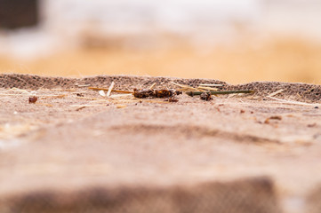 wooden barrel, straw , snow