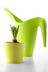 green hyacinth in a pot with a watering can in the background © Hrab 67