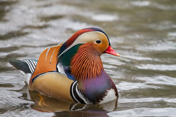 Mandarin duck, Lazienki park, Warsaw