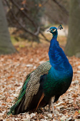 Peafowl, Lazienki park, Warsaw
