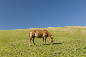 Horse Grazing On Grassy Field Against Blue Sky