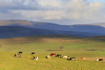 Yorkshire Dales