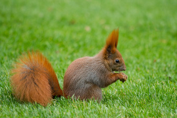 Squirrel, Lazienki Park, Warsaw