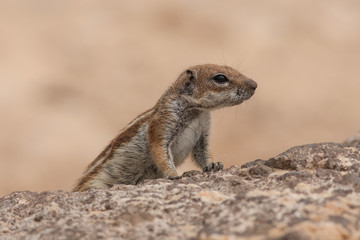 Naklejka na ściany i meble Barbary ground squirrel, Fuerteventura