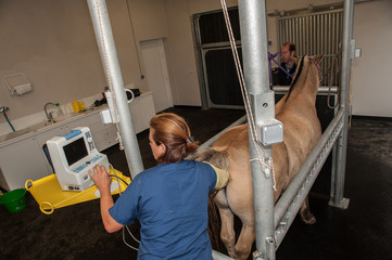 Radiographie et échographie d'un cheval et fouille d'une jument avec prise de sang et fibroscopie...