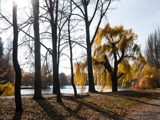 Trees on the lake shore © hraska
