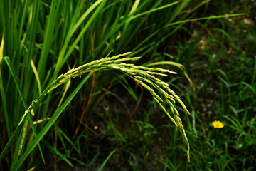 Ears of rice