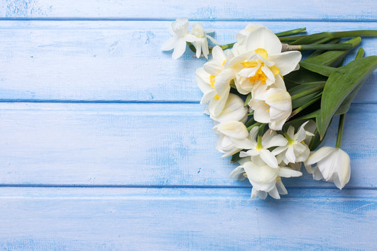 Bright white daffodils and tulips  flowers on blue  painted wood