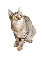 Fototapeta premium Scared cat sitting looking up