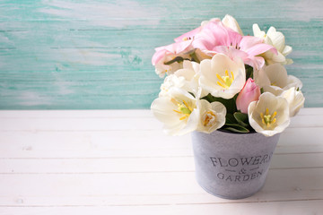 White and pink  tulips and narcissus flowers  in grey  bucket