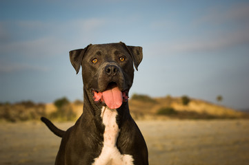 American Pit Bull Terrier with big smile at beach