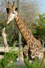 Profile of a beautiful giraffe