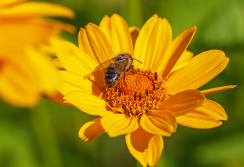 Bee on flower.