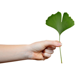 Hand holding ginkgo biloba leaf isolated on white background