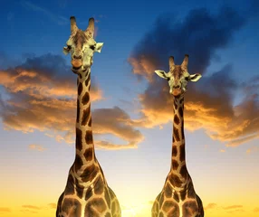Crédence de cuisine en verre imprimé Girafe Deux girafes au coucher du soleil