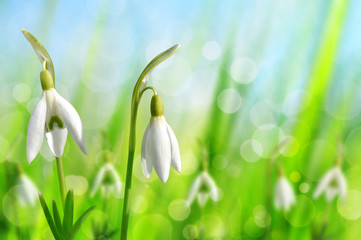 Snowdrop flowers on natural bokeh background. Spring season.