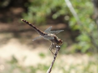 Dragonfly on a stick