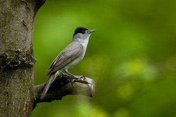 Perching male Blackcap in green forest