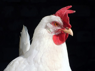 White hen/ white hen portrait isolated on black
