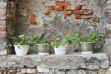 Fototapeta na wymiar Grungy stone wall and flower pots