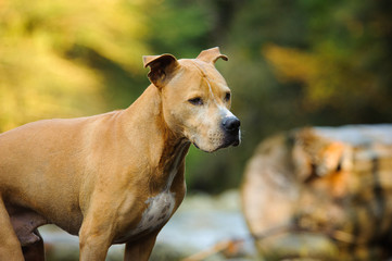 American Pit Bull Terrier in nature with driftwood