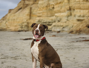 American Pit Bull Terrier sitting at the beach with bluffs
