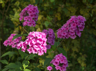 beautiful purple flowers