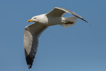 Flying seagull