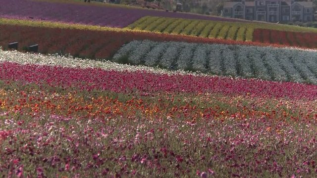 Striped rows of blooming ranunculus in Carlsbad, California