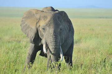 Tanzania Parco Serengeti elefante
