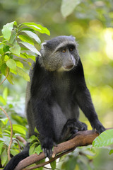 Tanzania Parco Lake Manyara   © franco ricci