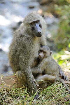 Tanzania Parco Lake Manyara babbuini
