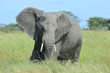 Fototapeta na wymiar Tanzania Parco Serengeti elefante 
