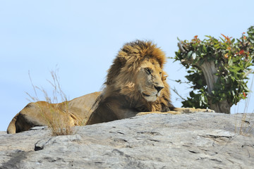 Tanzania Parco Serengeti leone
