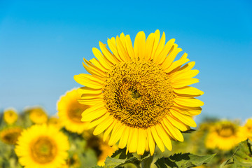 Fototapeta premium Bright yellow sunflowers.