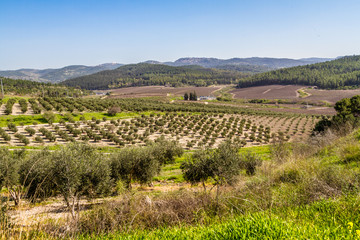 Mediterranean rural landscape, Israel