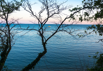 View of the sea through the branches of a tree.