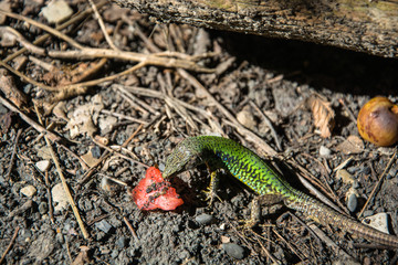A lizard and a piece of watermelon.