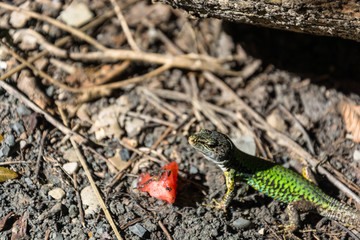 A lizard and a piece of watermelon.
