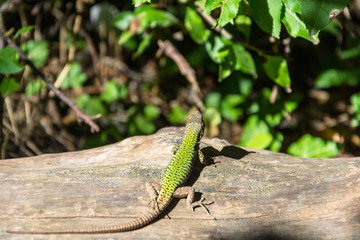 Beautiful elegant lizard.